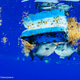 A pair of triggerfish find shelter beneath some plastic near sargassum.